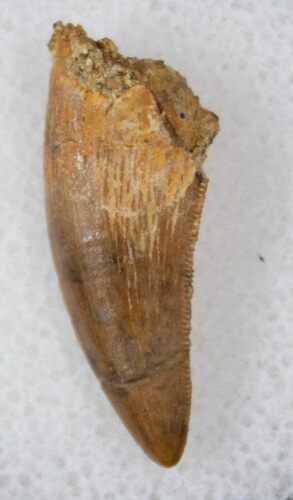 Raptor Tooth From Wyoming - Lance Creek Formation #17203